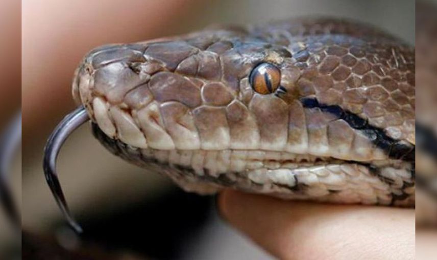 Klozete saklanan piton korku dolu anlar yaşattı