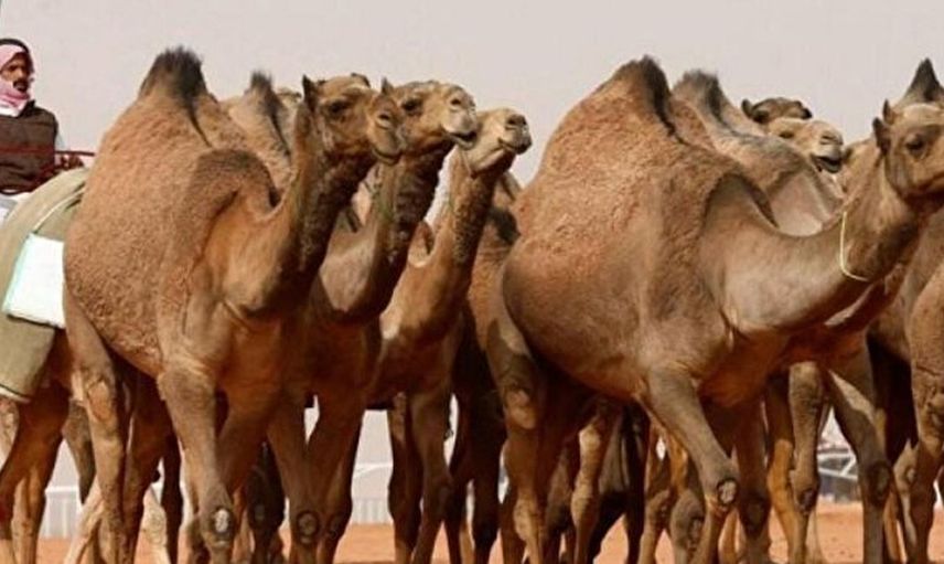 Suudi Arabistan'da Şaşırtan Olay! Botokslu Develer Güzellik Yarışmasından Diskalifiye Edildi