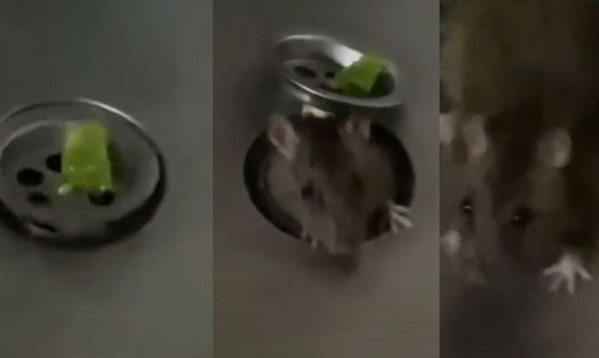 Fare istilası başladı! Önce ekmeğin içinden çıktı şimdi de lavobonun içinden görüntüler dehşet verici