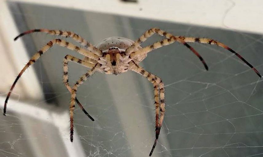 Kendi eşini yiyerek beslenen örümcek Samsun'da ortaya çıktı