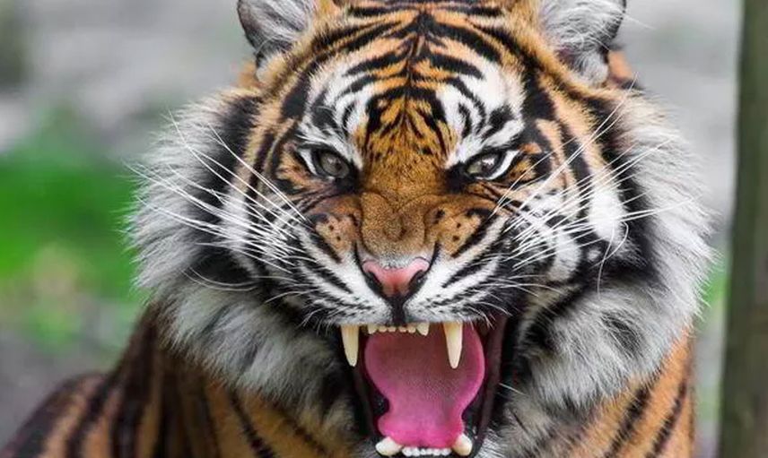 Maske takmayanlar ölüyor: Hayatta kalmak için iki yüzleri olması gerekiyor, nedeni ise…