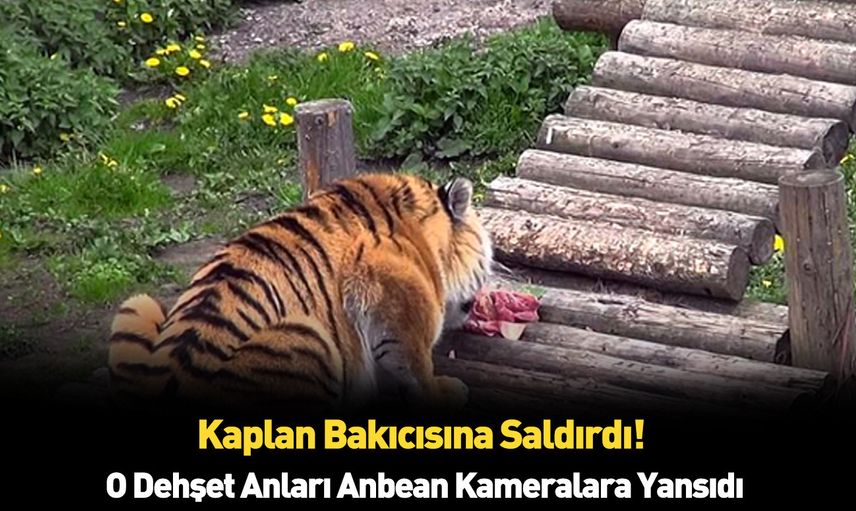 Filmleri aratmayan sahne aslan bakıcısına saldırdı
