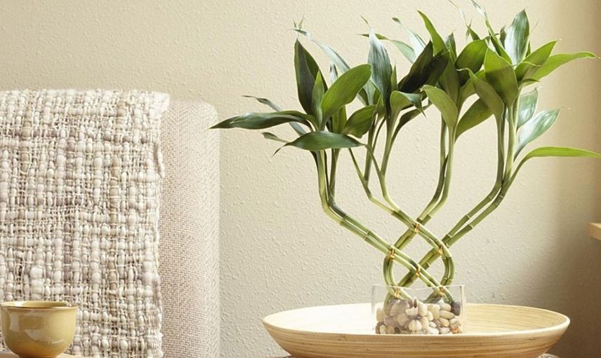 Lucky bamboo