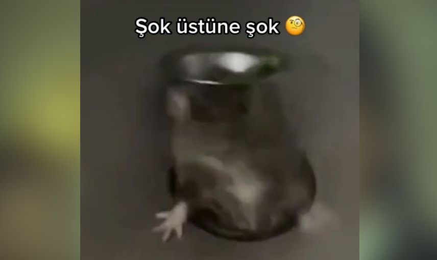 Fare istilası başladı! Önce ekmeğin içinden çıktı şimdi de lavobonun içinden görüntüler dehşet verici