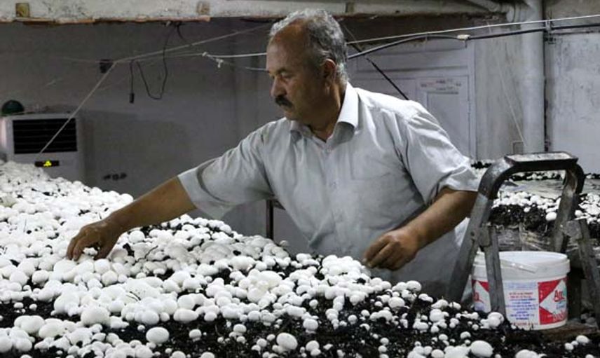 Hatay'da İzledikleri Belgeselden Etkilenen Gelin Kaynana Zengin Oldu!