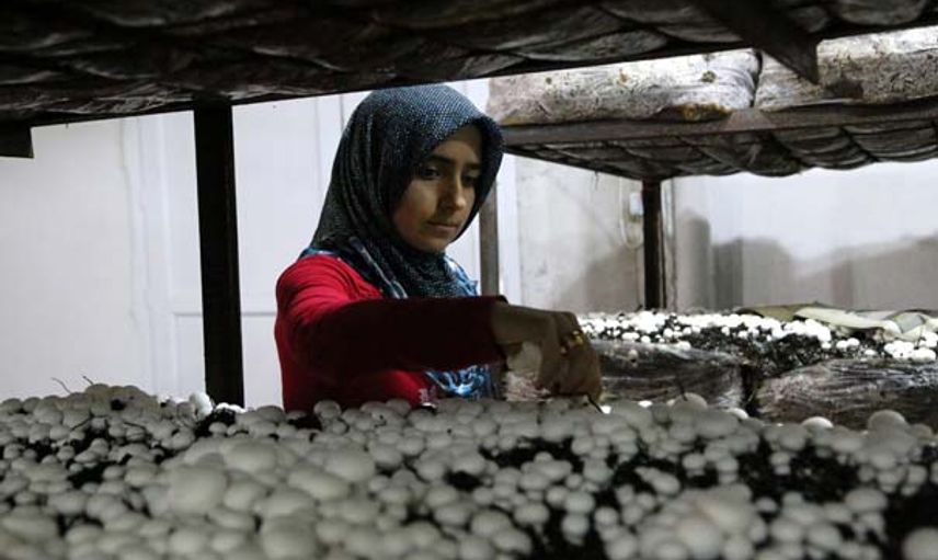 Hatay'da İzledikleri Belgeselden Etkilenen Gelin Kaynana Zengin Oldu!