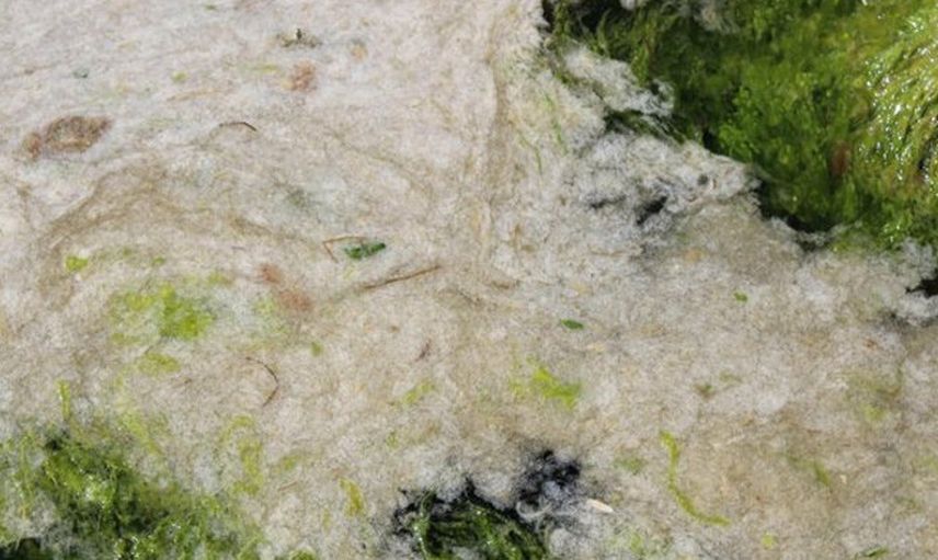 İzmit Körfezi Deniz Salyası ile Kaplandı