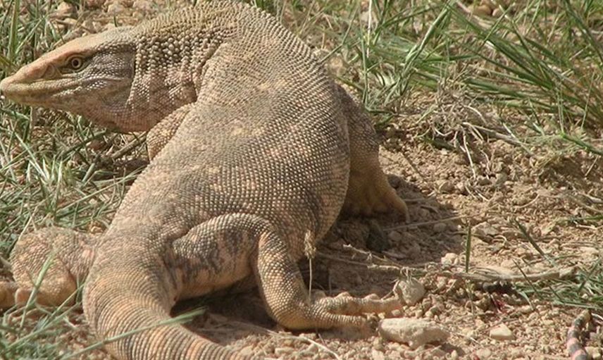 Görenler inanamıyor! 193 cm boyunda olan günde 380 litre su içen bu hayvanı sahibi doyuramıyor...