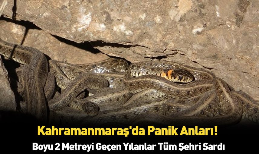 Görüntüler endişe verici! Kahramanmaraş'da boyu 2 metreyi geçen yılanlar bulundu