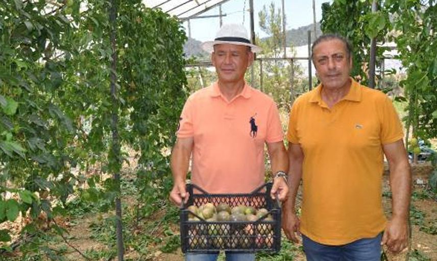 Almanya'dan Türkiye'ye Passiflora Yetiştirmek İçin Döndü, Kilosunu 76 Liradan Satıyor