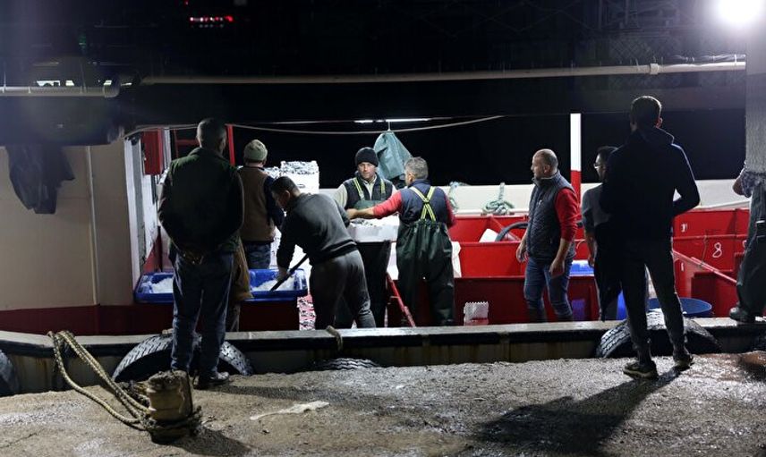 Denizde Hamsi Bereketi: Yüzlerce Kasa Hamsi Avlandı, Kilosu 10-15 TL'ye Düştü!