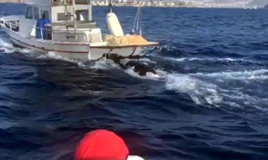 Muğla’da Nesli Tükenme Tehlikesi Olan Ölü Foka Otopsi Yapılacak