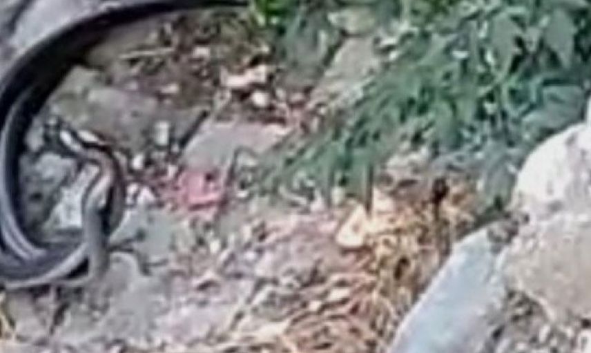 Hatay'da iki yılanın dansı görenleri hayrete düşürdü! 'Artık yılanlar da şov peşinde...'