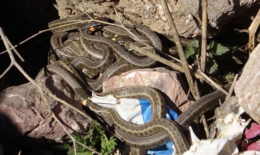 Havalar ısındıkça yılanlar çığrından çıktı sokaklar önü yılan kaynıyor... Tokat'ta korkunç görüntü yetkililer hangisine koşacak
