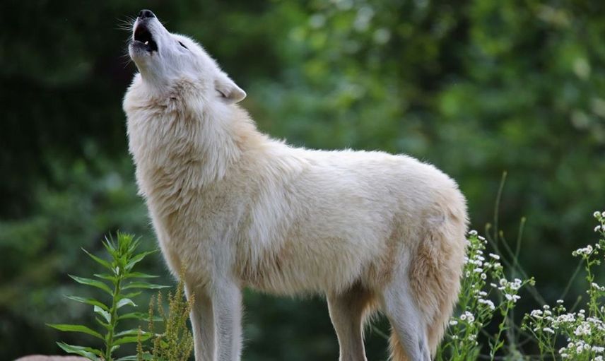 KÖPEK ULUMASI UĞURSUZLUK GETİRİR