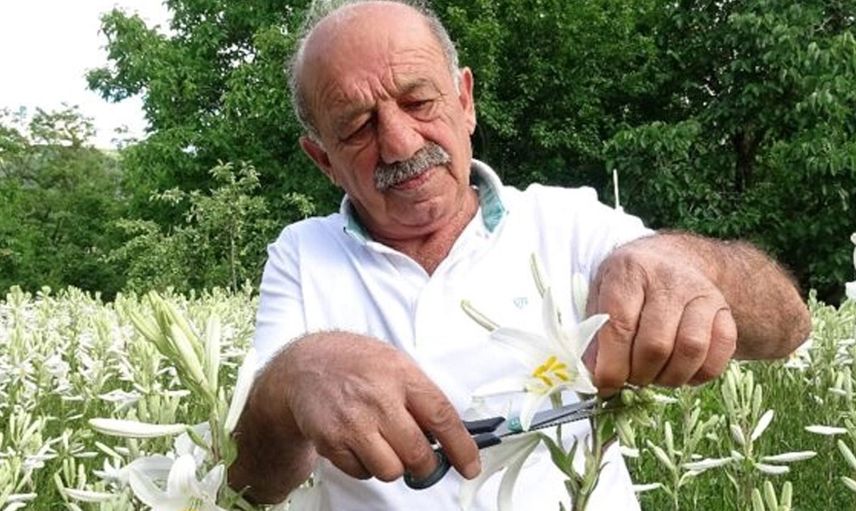 Tokat'ta Zambak Satarak Para Kazanıyor