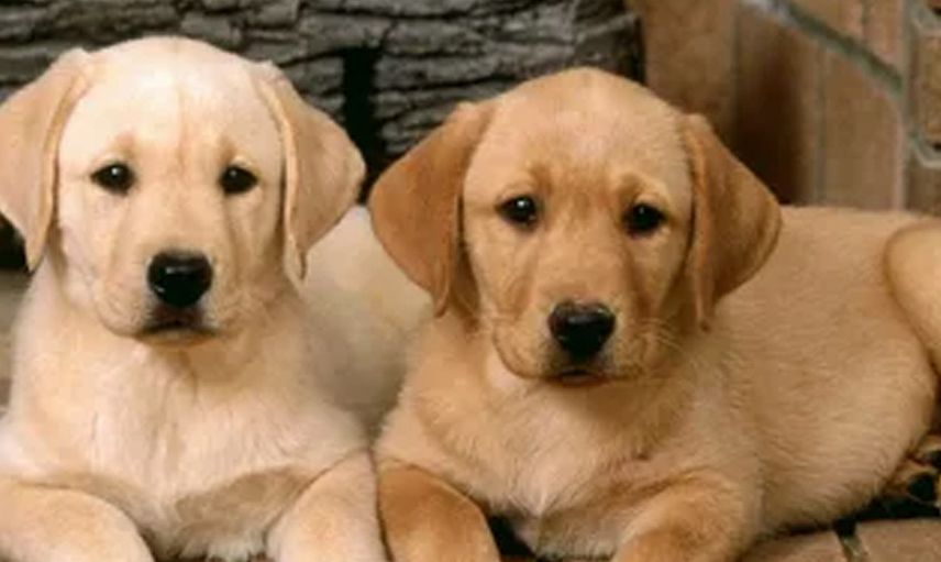 Evde Bakılması Yasak Olan Köpek Türleri Nelerdir?