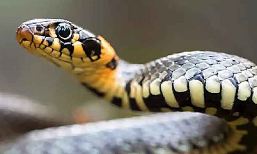 Bu adam çıldırmış! 33 yıldır yılanlarla yaşıyor ailesi artık onlar olmuş bir de onlara aşık