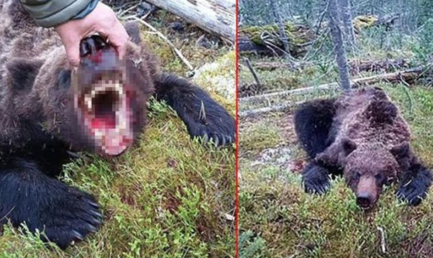‘İnsan Yiyen Canavar Ayı’ Küçük Çocuğu Parçalara Ayırıp Yedi