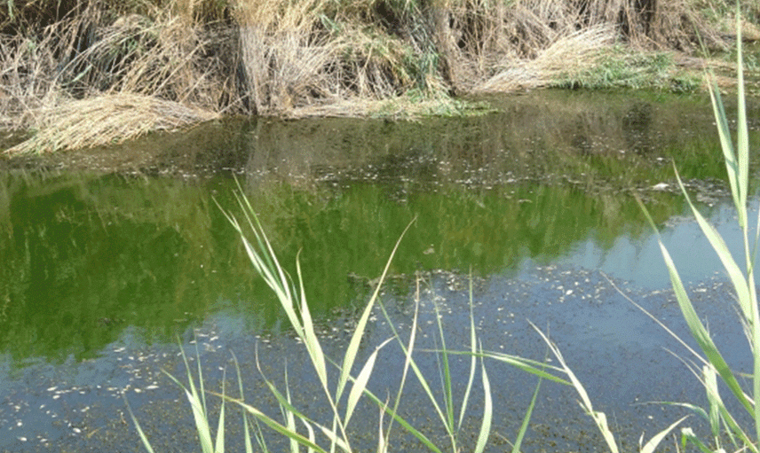 Büyük Menderes Nehri'ndeki Kuraklık Balıkların Ölümüne Neden Oldu