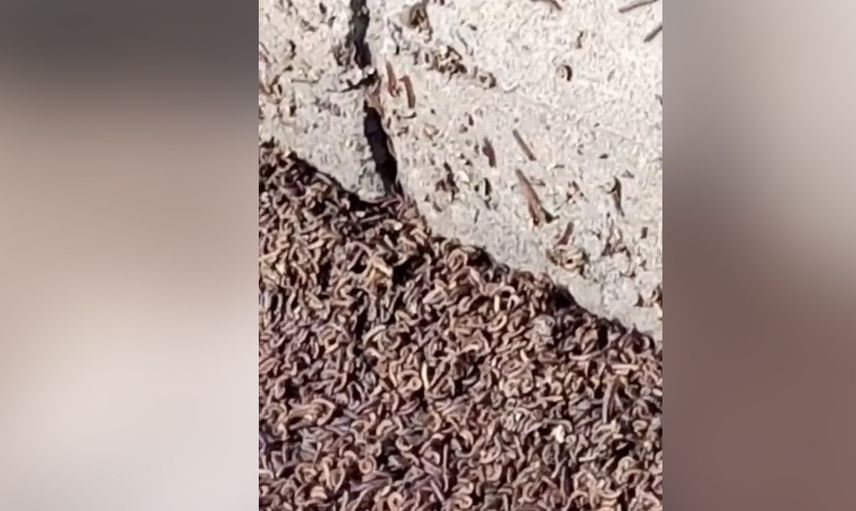 Dünya bu görüntüleri konuşuyor! Gökten yağmur gibi yağdı herkes kıyamet alameti olarak görüyor
