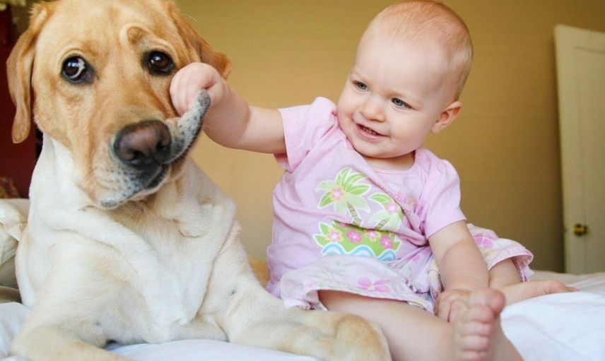 Köpekleri hamile kadının karnına bakıp havlamaya Başladı! Hastaneye gidince gerçeği öğrendiler
