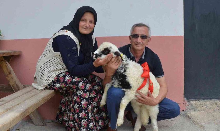Kuzu görenleri hayrete düşürdü! Sahibine ‘anne’ diye meleyişi kameralara saniye saniye yansıdı