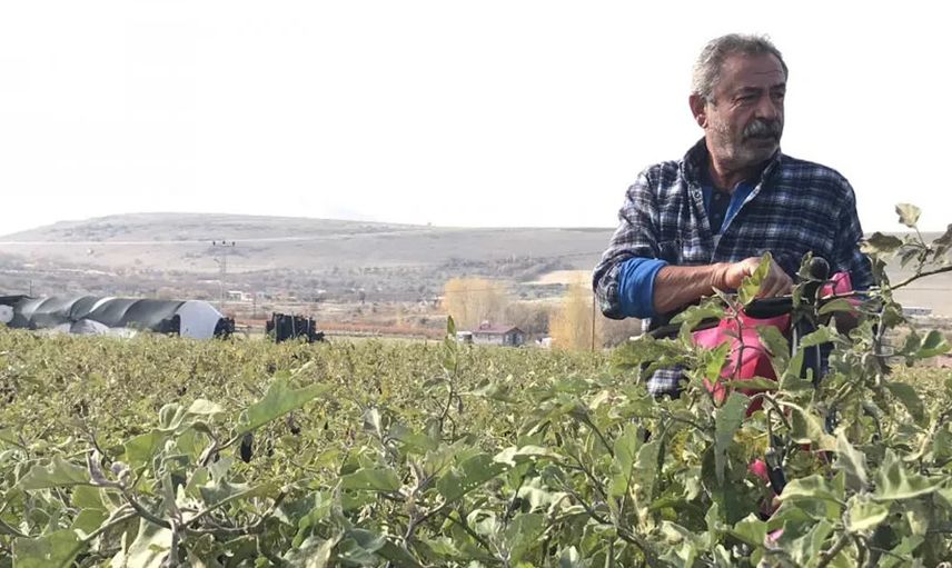 Elazığ’da Yaşayan Çiftçi Tarlasını İhtiyaç Sahiplerine Açtı: 7 Ton Sebzeyi Ücretsiz Dağıttı