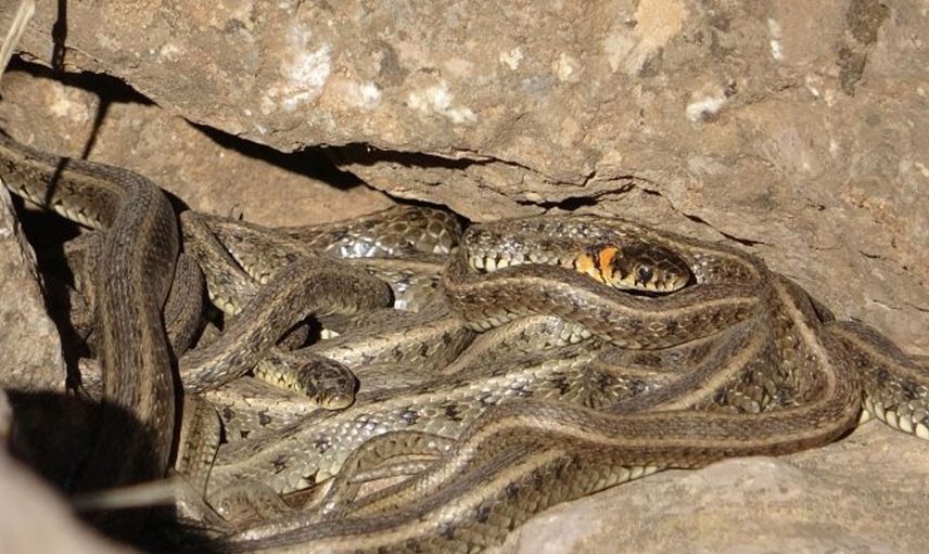 Görüntüler endişe verici! Kahramanmaraş'da boyu 2 metreyi geçen yılanlar bulundu