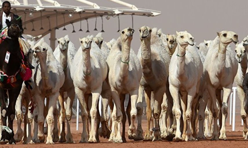 Suudi Arabistan'da Şaşırtan Olay! Botokslu Develer Güzellik Yarışmasından Diskalifiye Edildi