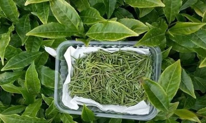 İmparatorların Çayı Olarak da Bilinen Beyaz Çay 4 Bin TL'den Satılıyor