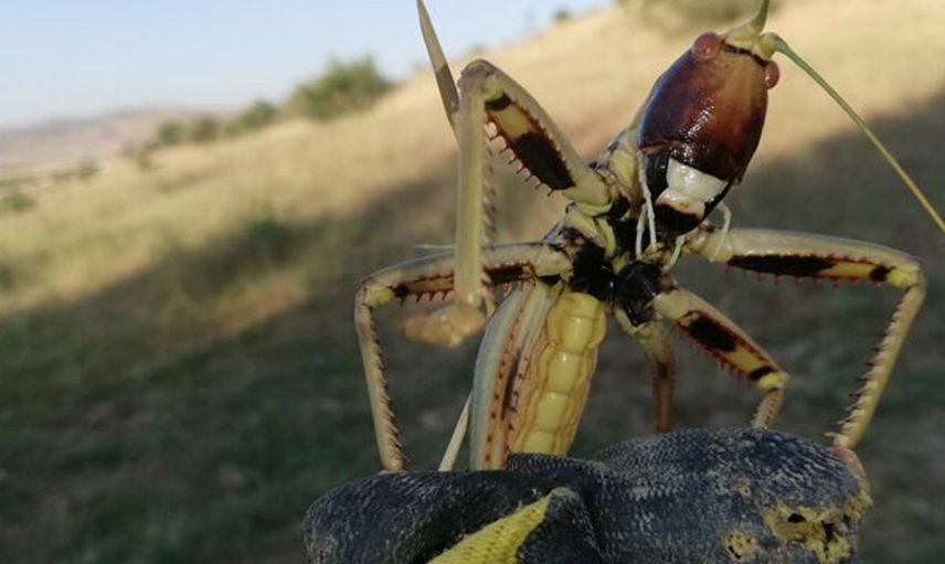 Batman’da Tarlada Etçil Çekirge Görüldü
