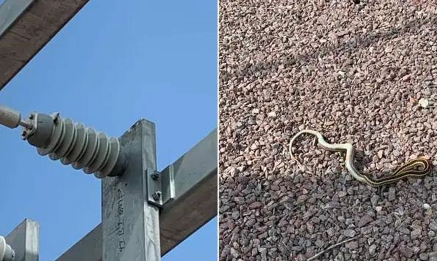 Trafoya giren yılan koca bir şehri altüst etti! Yetkililer ne yapacağını bilmiyor