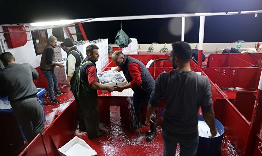 Denizde Hamsi Bereketi: Yüzlerce Kasa Hamsi Avlandı, Kilosu 10-15 TL'ye Düştü!