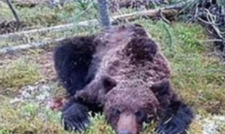‘İnsan Yiyen Canavar Ayı’ Küçük Çocuğu Parçalara Ayırıp Yedi
