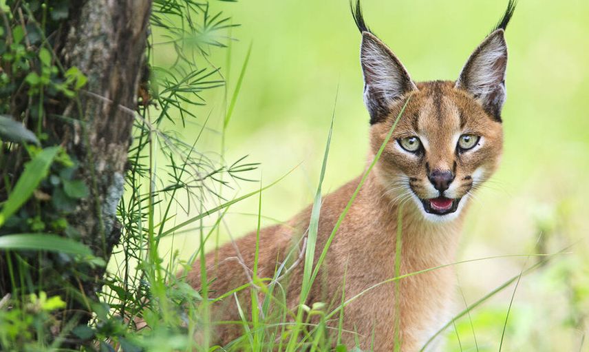 Karakulak Kedisi Özellikleri Nelerdir, Nerede Yaşar?