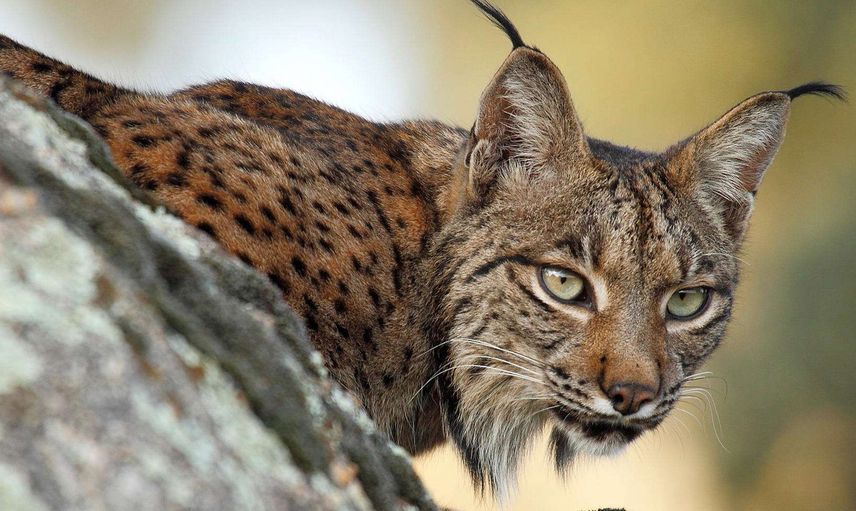 Karakulaktan Vaşağa Türkiye'de Yaşayan Yabani Kedi Türleri Nelerdir?