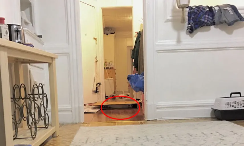 Saklanma Konusunda Profesyonelliğe Ulaşmış Sevimli Kedi