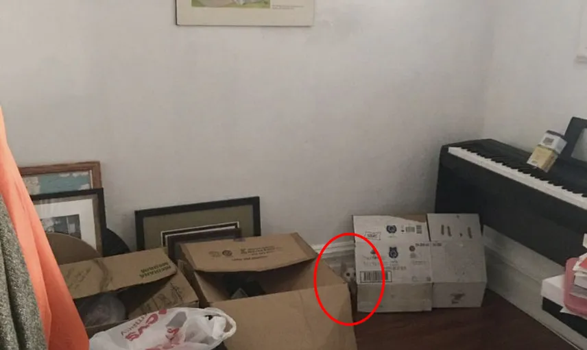 Saklanma Konusunda Profesyonelliğe Ulaşmış Sevimli Kedi