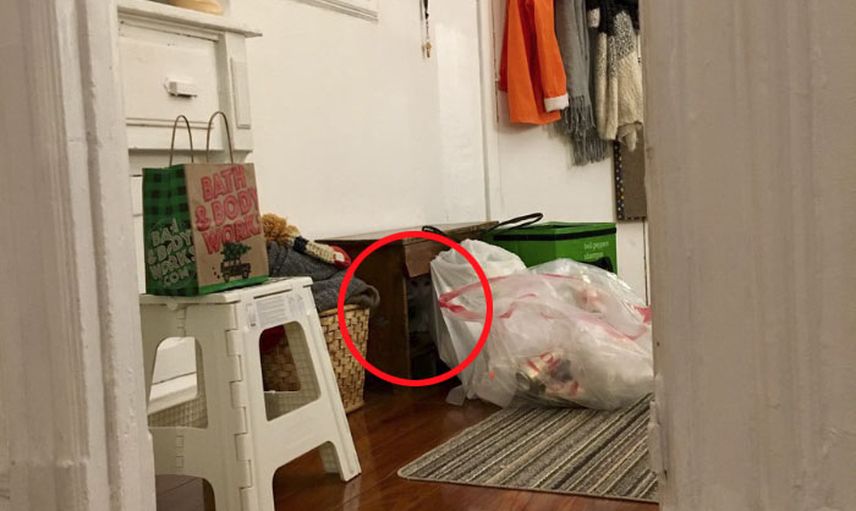 Saklanma Konusunda Profesyonelliğe Ulaşmış Sevimli Kedi