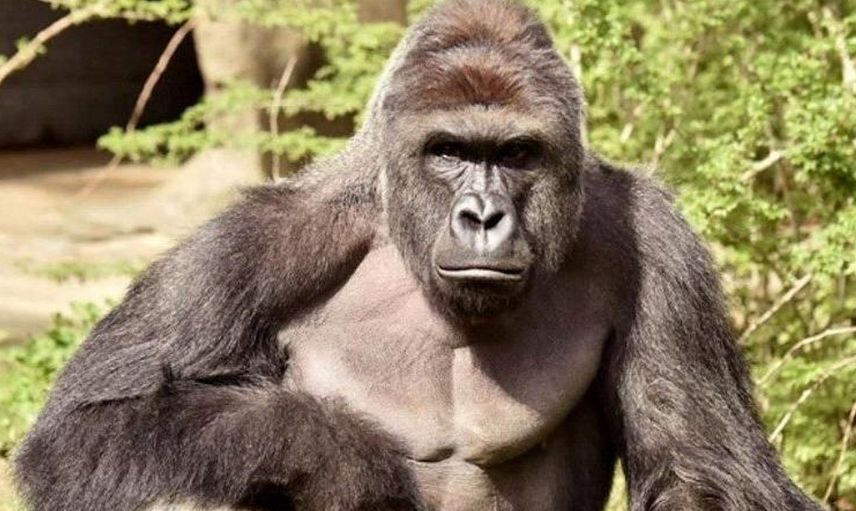 Küçük çocuk gorilin kafesine düştü: Üzücü gerçek ise sonradan ortaya çıktı
