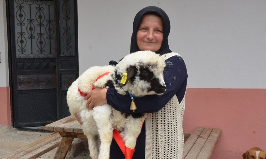 Kuzu görenleri hayrete düşürdü! Sahibine ‘anne’ diye meleyişi kameralara saniye saniye yansıdı