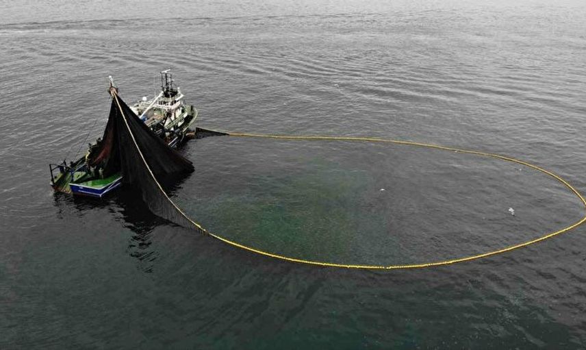 Böyle Bir Av Görülmedi! 40 Balıkçı Teknesi 40 Ton Hamsi Yakaladı