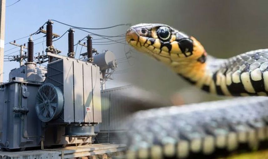 Trafoya giren yılan koca bir şehri altüst etti! Yetkililer ne yapacağını bilmiyor