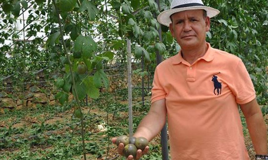 Almanya'dan Türkiye'ye Passiflora Yetiştirmek İçin Döndü, Kilosunu 76 Liradan Satıyor