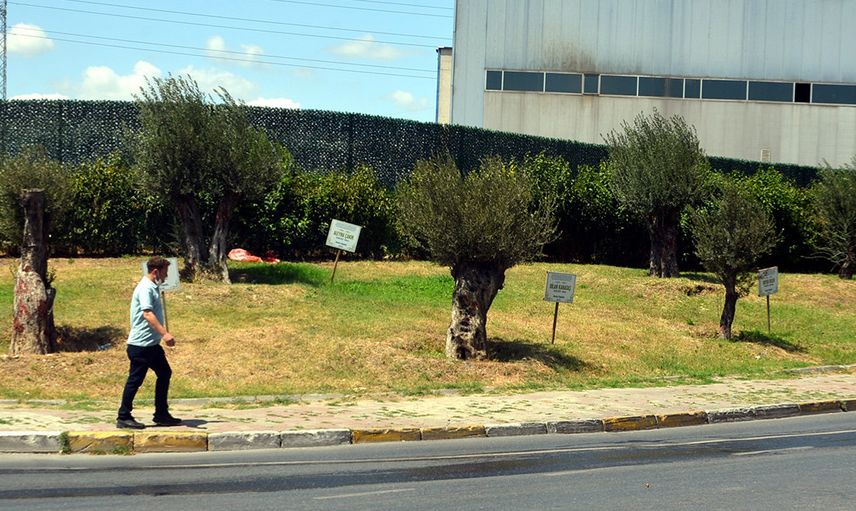 Avcılar'da Öldürülen Kadınların Anısını Dikilen Zeytin Ağaçlarının Tabelaları Çalındı