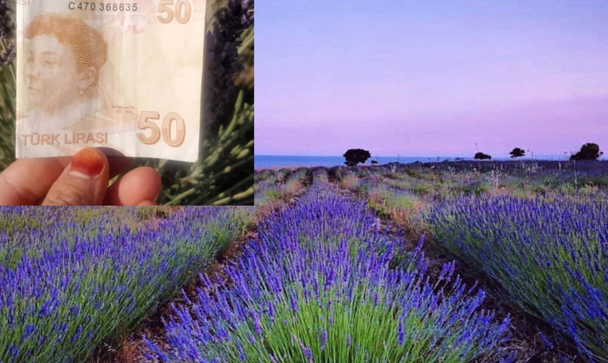 Lavanta Tarlasına Para Bırakıp Giden Adamın Yazdığı Mesaj Duygulandırdı!