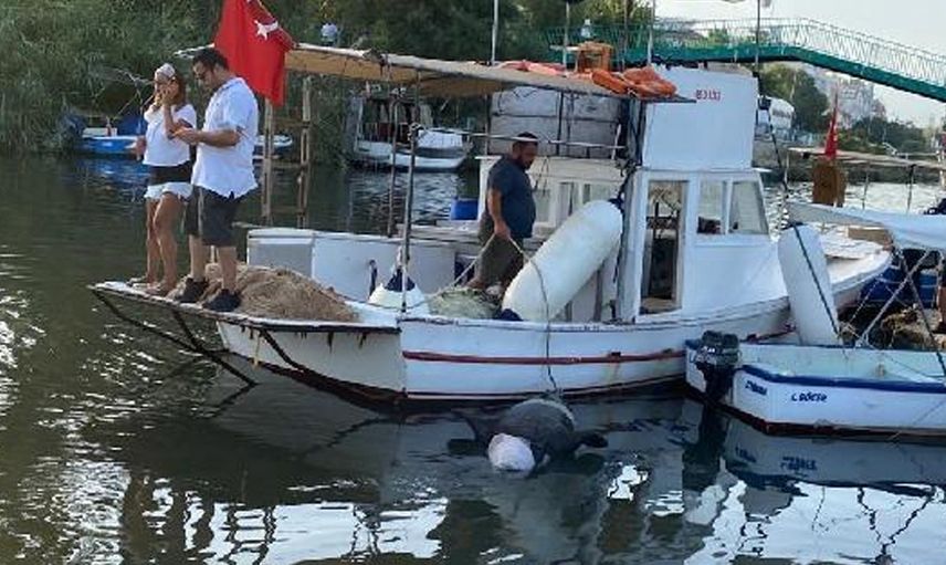 Muğla’da Nesli Tükenme Tehlikesi Olan Ölü Foka Otopsi Yapılacak