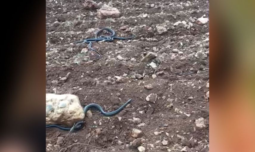 Görüntüler endişe verici! Kahramanmaraş'da boyu 2 metreyi geçen yılanlar bulundu