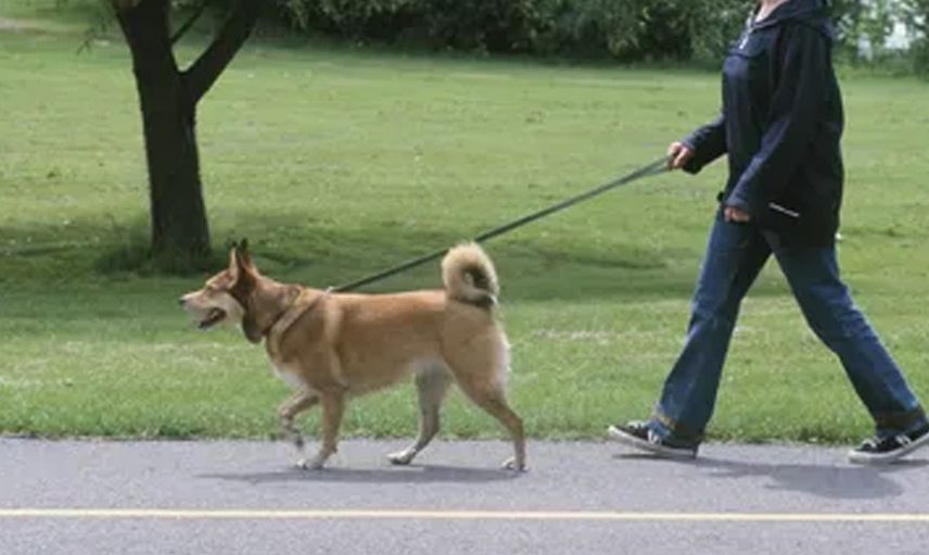 Eşini köpek tasmasıyla sokakta gezdiren kadın itiraf etti